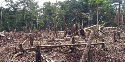 Colombia: La deforestación en la Amazonía cayó un 25 % en los primeros nueve meses de 2025