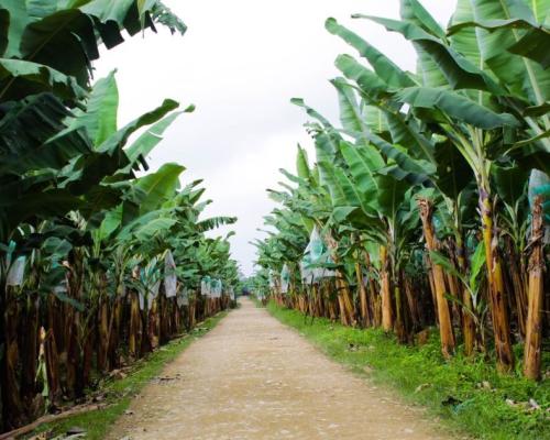 El Ministerio de Agricultura activó la emergencia fitosanitaria para el sector bananero por un plazo de seis meses 