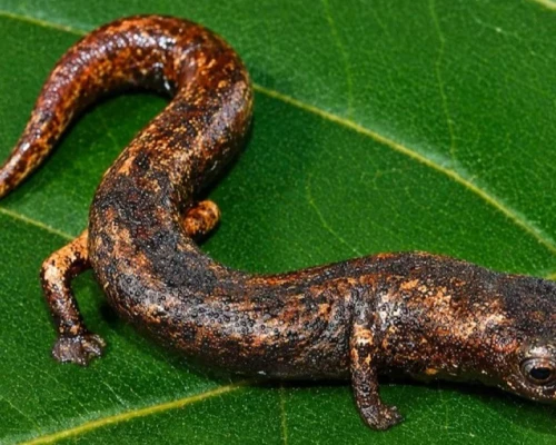 La especie fue identificada en el Área de Conservación Privada Panguana, en Huánuco 