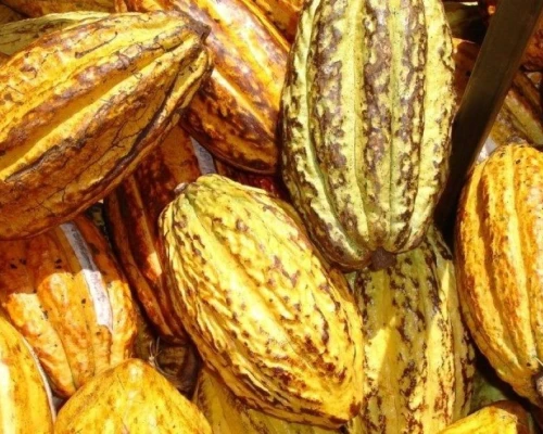 Subrayó que los términos y plazos presidenciales deben cumplirse sin presiones ni amenazas / Foto: cortesía Presidencia 