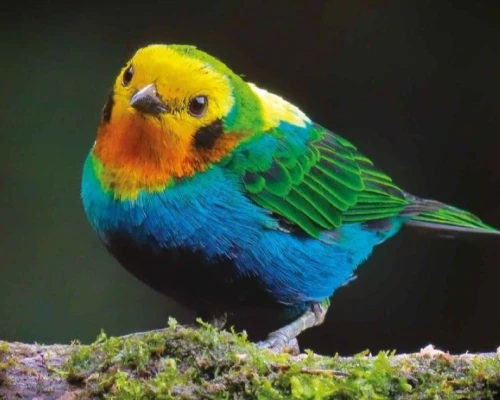 El país ocupó el primer lugar mundial en la jornada internacional de observación de aves, superando a Perú, Brasil, Ecuador y Venezuela