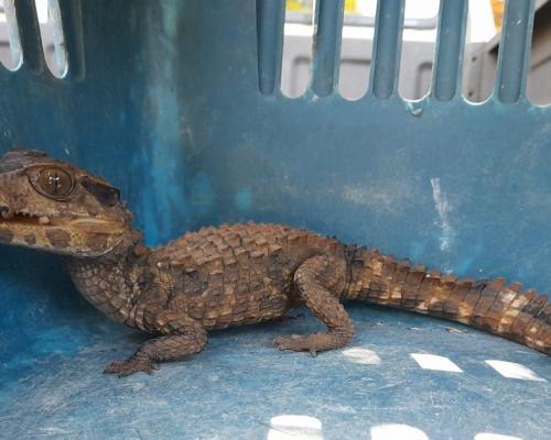 El trabajo periodístico contó con el apoyo del Centro Pulitzer