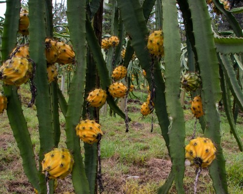 El proyecto ha permitido a los Shuar exportar pitahaya a mercados internacionales 