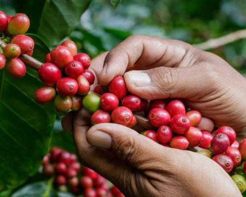 En lo que va del año se han producido 6,2 millones de sacos, una cifra inferior a la de temporadas anteriores