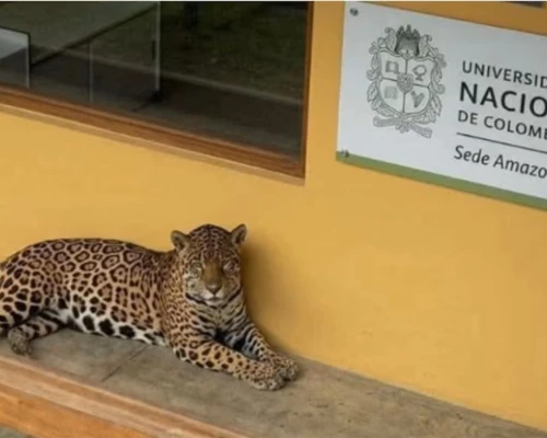 El felino apareció en la Universidad Nacional Sede Amazonia, en Leticia, y fue trasladado a un centro especializado para recibir atención veterinaria.
