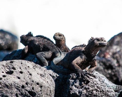 En la categoría de países más deseados del mundo, Ecuador se ubicó en el décimo lugar