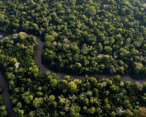 La especie pertenece al orden Cycadales, un grupo de plantas con características ancestrales