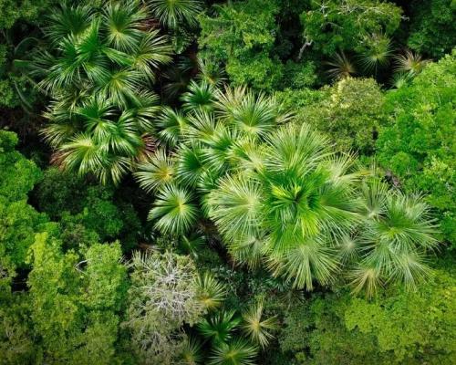 Tecnología con drones permitió identificar más de 8.000 palmeras de aguaje y mejorar la trazabilidad de un recurso clave para mercados internacionales