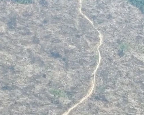 Uno de los casos más críticos es el del Parque Nacional Tinigua, donde cerca del 40 % de su cobertura forestal ya se ha perdido