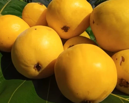 El arazá, una fruta originaria de la Amazonía colombiana, destaca por sus beneficios nutricionales, su potencial económico y su papel en la conservación de los ecosistemas.