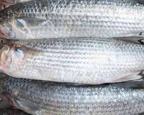 Los resultados evidenciaron que el parásito estaba alojado en el tejido muscular del pescado