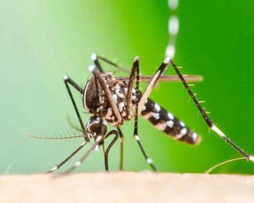 El sistema de vigilancia epidemiológica y las estrategias de control se mantienen activos