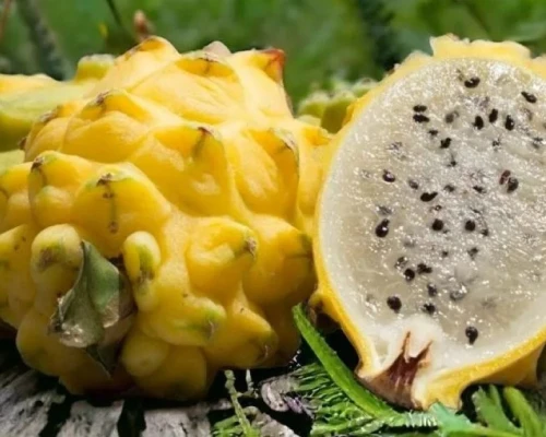 Subrayó que los términos y plazos presidenciales deben cumplirse sin presiones ni amenazas / Foto: cortesía Presidencia 