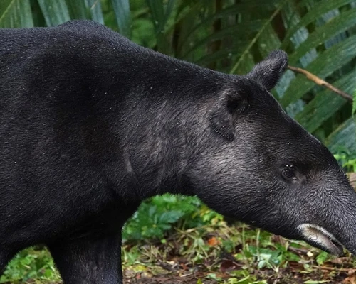 También conocidas como tapires, son reconocidas como las “jardineras de los bosques”.