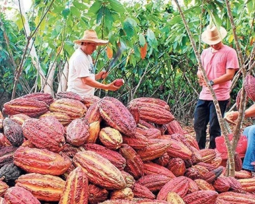 El Huila cuenta con aproximadamente 5.600 hectáreas sembradas de cacao, con una producción anual proyectada cercana a las 7.000 toneladas