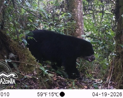 La confirmación se da gracias a un sistema de monitoreo con cámaras trampa.