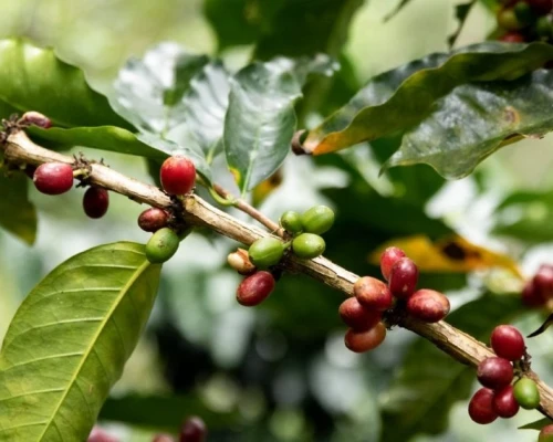 Subrayó que los términos y plazos presidenciales deben cumplirse sin presiones ni amenazas / Foto: cortesía Presidencia 