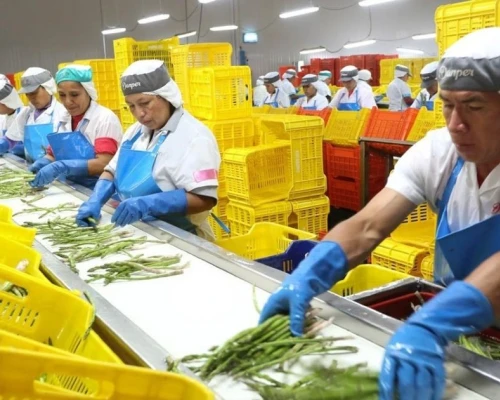 Las exportaciones agrícolas peruanas crecieron 6,9 % entre enero y abril, impulsadas por frutas frescas y café