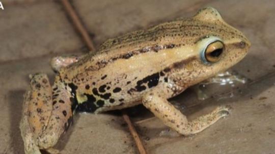 Las especies habitan entre los 2.400 y 3.100 metros de altitud en bosques dominados por bambú andino del género Chusquea