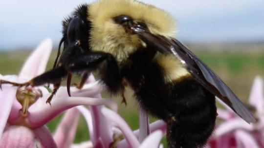 Especies de abejorros ecuatorianos habitan en ecosistemas sobre los 2.300 m
