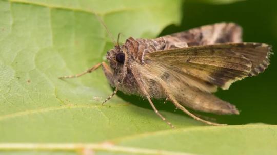 Las nuevas especies de polillas se encontraron en la provincia de Pichincha
