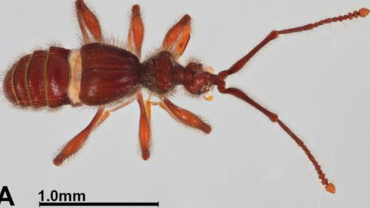 El hallazgo representa el primer registro del género Metopiellus en territorio ecuatoriano