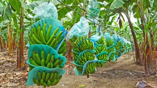 El organismo eleva dos décimas su previsión inicial, situando al país al mismo ritmo que el promedio sudamericano