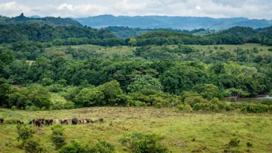 Líderes indígenas, organizaciones ambientales y comunidades locales pidieron a los candidatos presidenciales incluir propuestas concretas para proteger la Amazonía de Colombia.