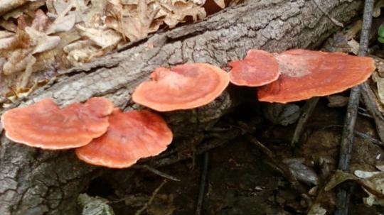 El estudio tuvo como objetivo inventariar la diversidad de hongos en dos zonas específicas dentro de esta Reserva