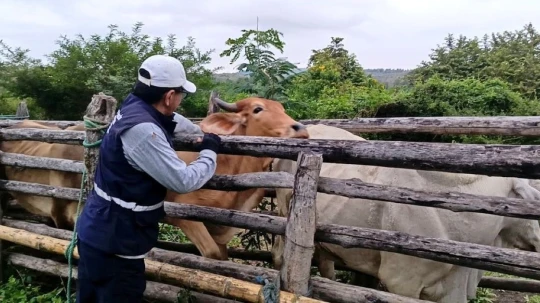 A partir del 29 de enero de 2026 se suspendió la vacunación contra la fiebre aftosa en el ganado bovino y bufalino