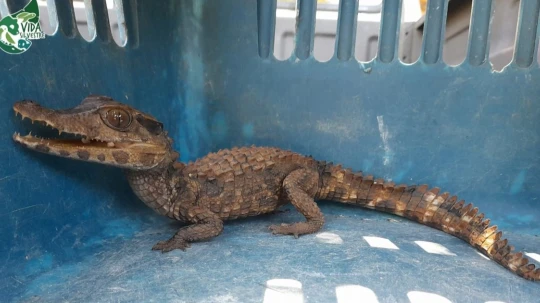 Redes ilegales que operan en varios países, incluido Ecuador, impulsan la caza y comercio de especies como jaguares y tiburones