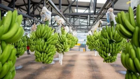 Las exportaciones a la Unión Europea aumentaron 14,82 %. Rusia también incrementó sus importaciones de banano ecuatoriano en 14,10 %