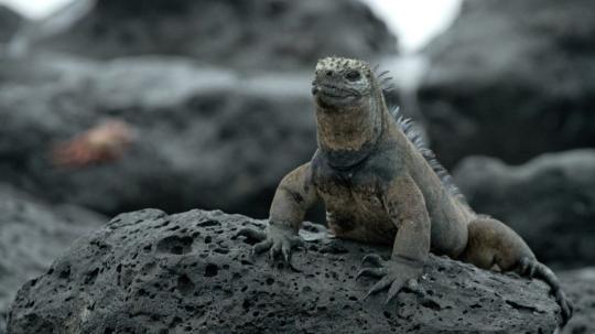 En 2022 se reportaron casos de tráfico ilegal internacional