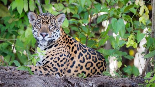 En el corredor trinacional que comparten Colombia, Ecuador y Perú habitan entre 1.200 y 2.000 jaguares