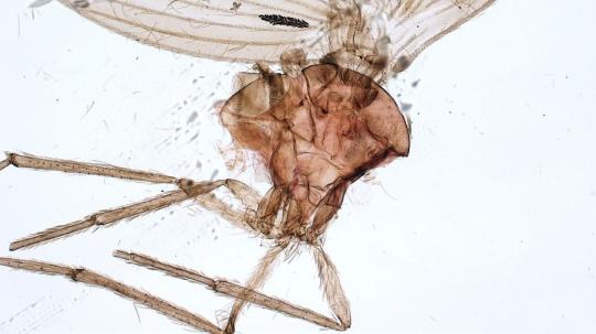 La investigación, que aumenta el número total de especies en este género a 33
