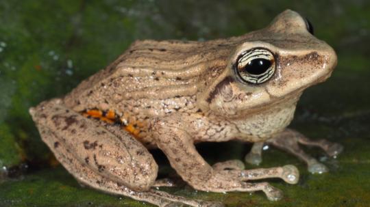 Las nuevas especies habitan ecosistemas montanos entre los 2.400 y 3.100 metros de altitud