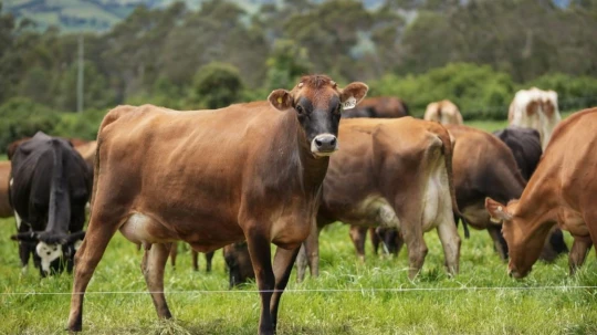 Este mecanismo permitirá identificar con mayor precisión los territorios y actividades con mayor potencial productivo y de inversión