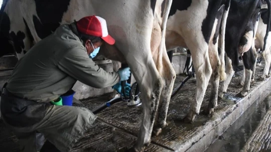 El desempeño estuvo impulsado por el comercio mayorista y mejoras en la calidad de la leche, según datos del gremio