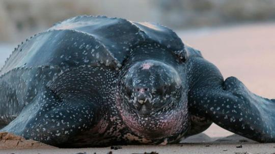 Desde 2015, el MAE mantiene monitoreos permanentes