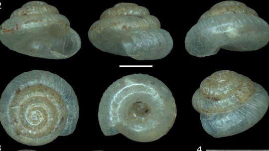 Los ejemplares fueron recolectados durante trabajos de campo realizados en 2019 y analizados mediante microscopía electrónica y técnicas de alta resolución en Ecuador y Europa.