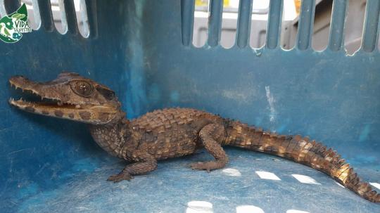 El trabajo periodístico contó con el apoyo del Centro Pulitzer