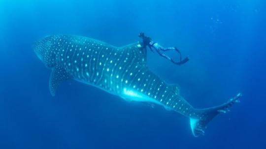 La población mundial del tiburón ballena habría disminuido entre un 50 % y 79 % en las últimas tres generaciones