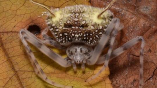 La araña presenta un mimetismo que la hace parecer una araña infectada por hongos del género Gibellula