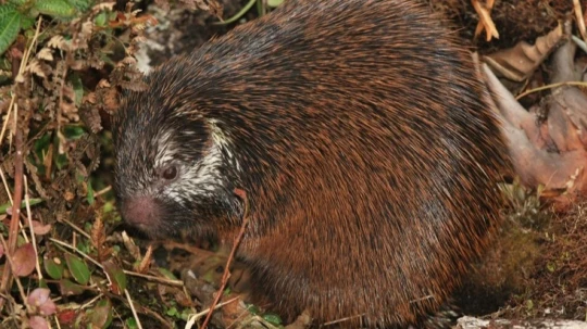 Los análisis morfológicos y genéticos confirmaron que se trata de una especie no registrada anteriormente