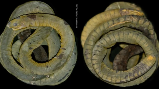 El hallazgo de la Caecilia crassisquama en Cajamarca amplía su distribución y refuerza el valor de las áreas protegidas para la investigación científica en biodiversidad.