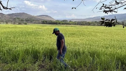 El aumento del precio del diésel y la gasolina en Ecuador, impulsado por el conflicto en Medio Oriente, impacta directamente en los costos del sector agrícola.
