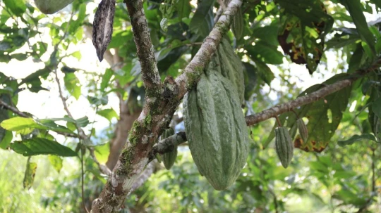 El material CECA-13 combina cacao fino de aroma con resistencia a enfermedades y mejores rendimientos por hectárea