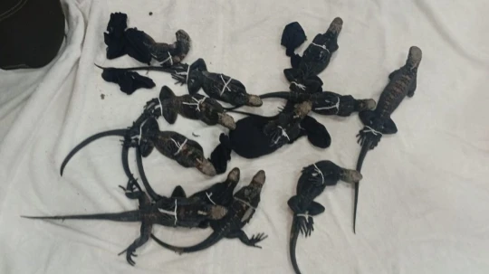 Doce ejemplares fueron hallados en el aeropuerto José Joaquín de Olmedo. Uno murió y los demás permanecen bajo observación 