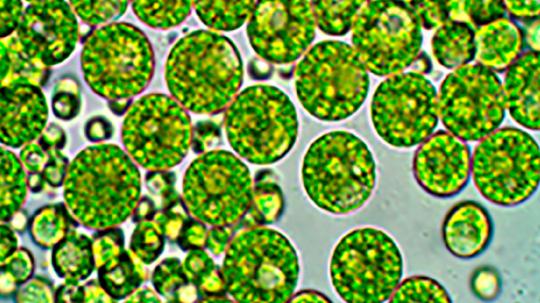 Las muestras se recolectaron en parques nacionales y reservas ecológicas como Antisana, Cotopaxi, Llanganates, Sangay, Los Ilinizas y El Cajas