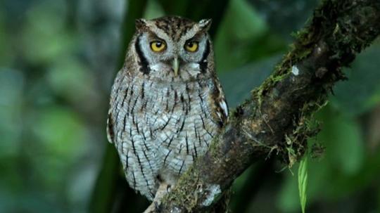 La presencia de esta especie en Cuenca podría estar relacionada con los cambios en la dinámica urbana durante la pandemia de covid-19